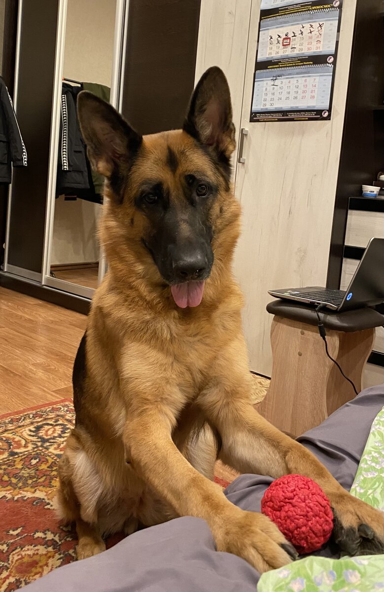 Бывает лежишь на кровати, смотришь любимый сериал, а тут бац и Альфушка зовёт тебя играть😃и попробуй не пойди) Вес Альфы около 40кг.