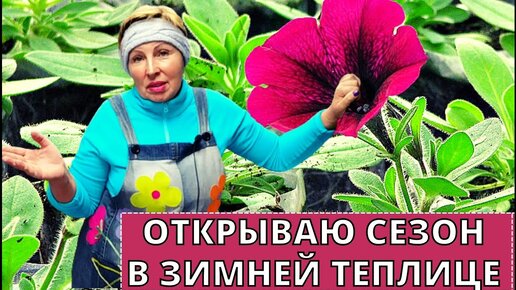 МЯТА и ГОРТЕНЗИЯ в продаже. Открываю сезон зимней теплицы