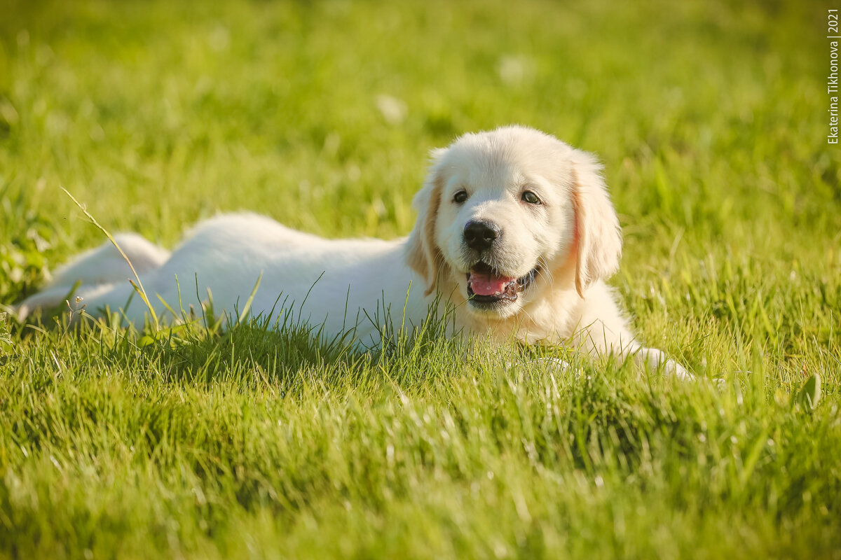На фото щенок золотистого ретривера.