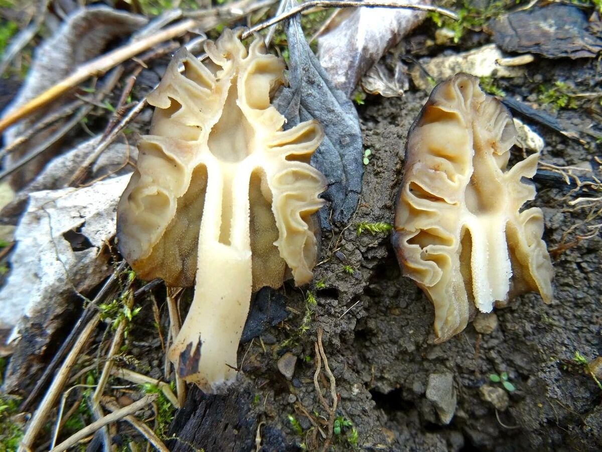 Весенний гриб похожий на сморчок
