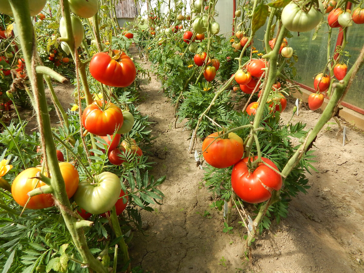 Помидоры  успели завязаться только на двух-трёх ярусах, но не выше. Не помогло даже затенение. Листья пришлось срезать из-за кладоспориоза. Фото автора.