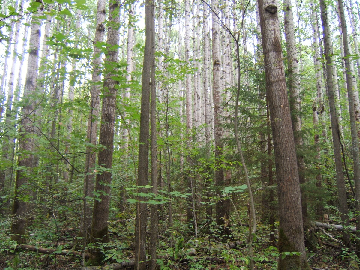 Высокопродуктивный триплоидный клон осины