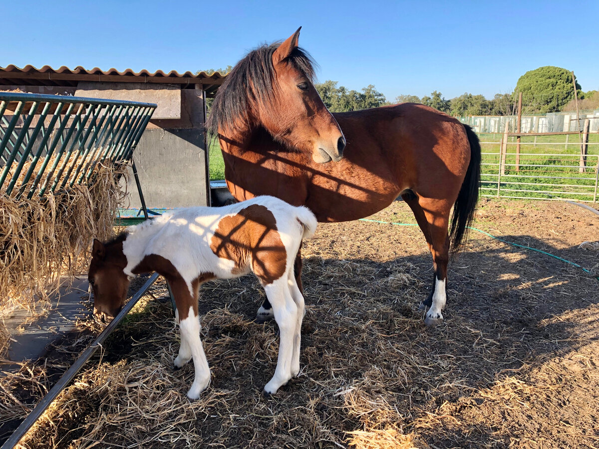 Жеребенок уже пытается кушать