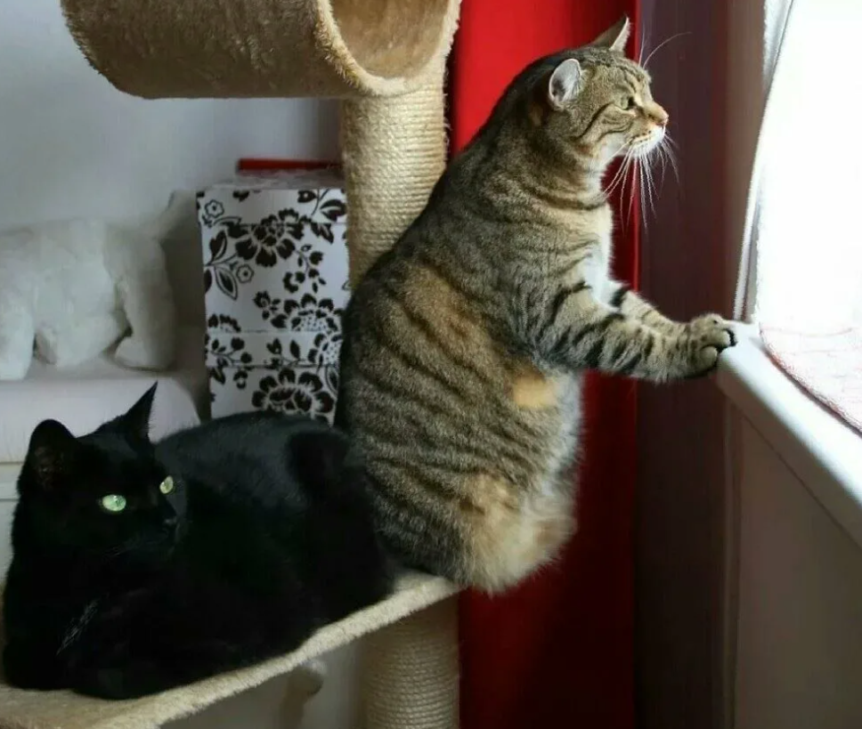 Кошка дома есть. Дом для кошки. Кошка дома. Коты в доме. Дом для котика