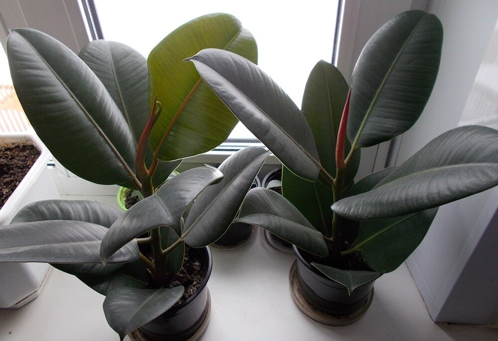 Фикус Бенджамина Кинки Ficus benjamina Kinky 30/12