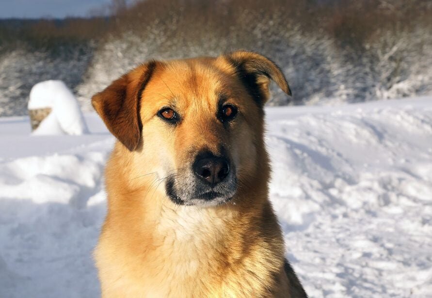 Чинук (Фото: https://be.chewy.com/dog-breed/chinook/)