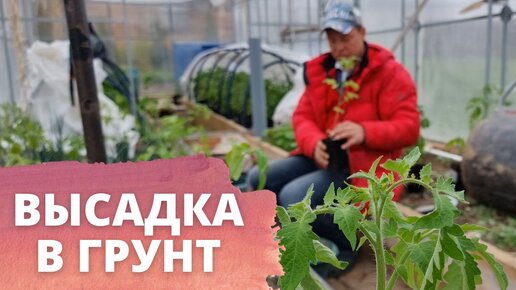 как и когда высаживать рассаду в грунт