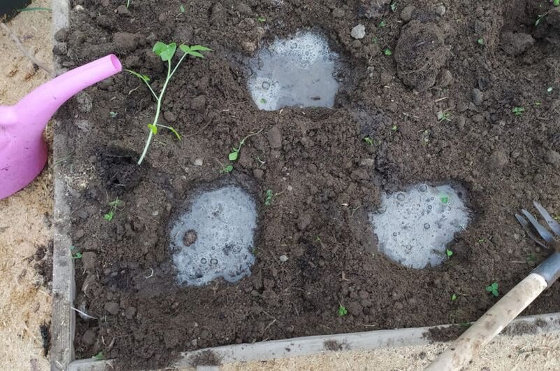 Лунки обильно проливаю теплой водой.
