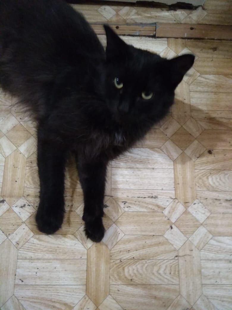 Этот котик передаёт вам со своей кухни из Уфы большой привет. И благодарит. Если бы не ваша помощь, не известно,  где бы он сейчас был. 