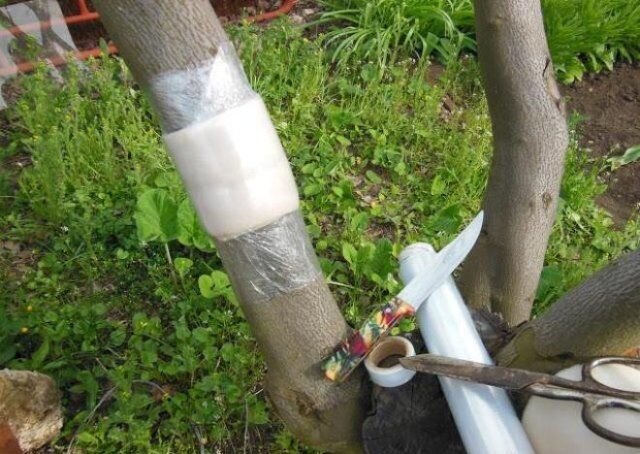 Как сделать ловчий пояс для деревьев своими руками