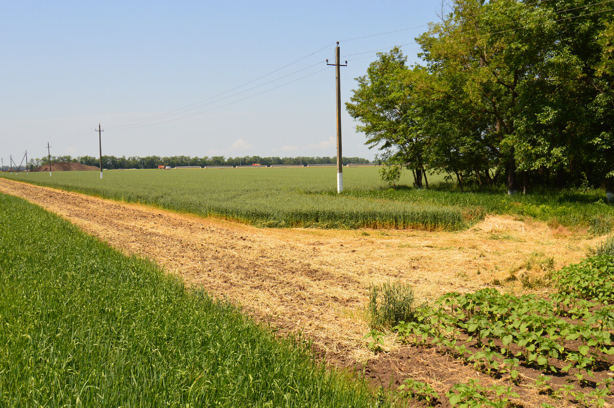 Фото автора. Поле озимой пшеницы.