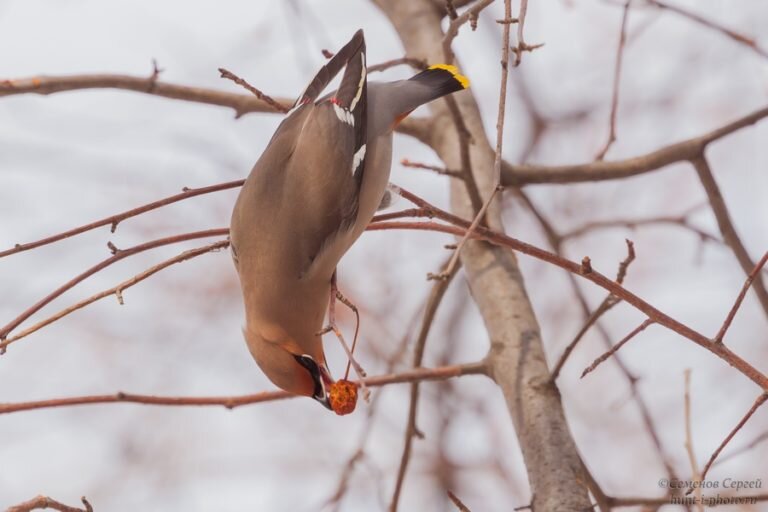 Свиристель (фото автора)