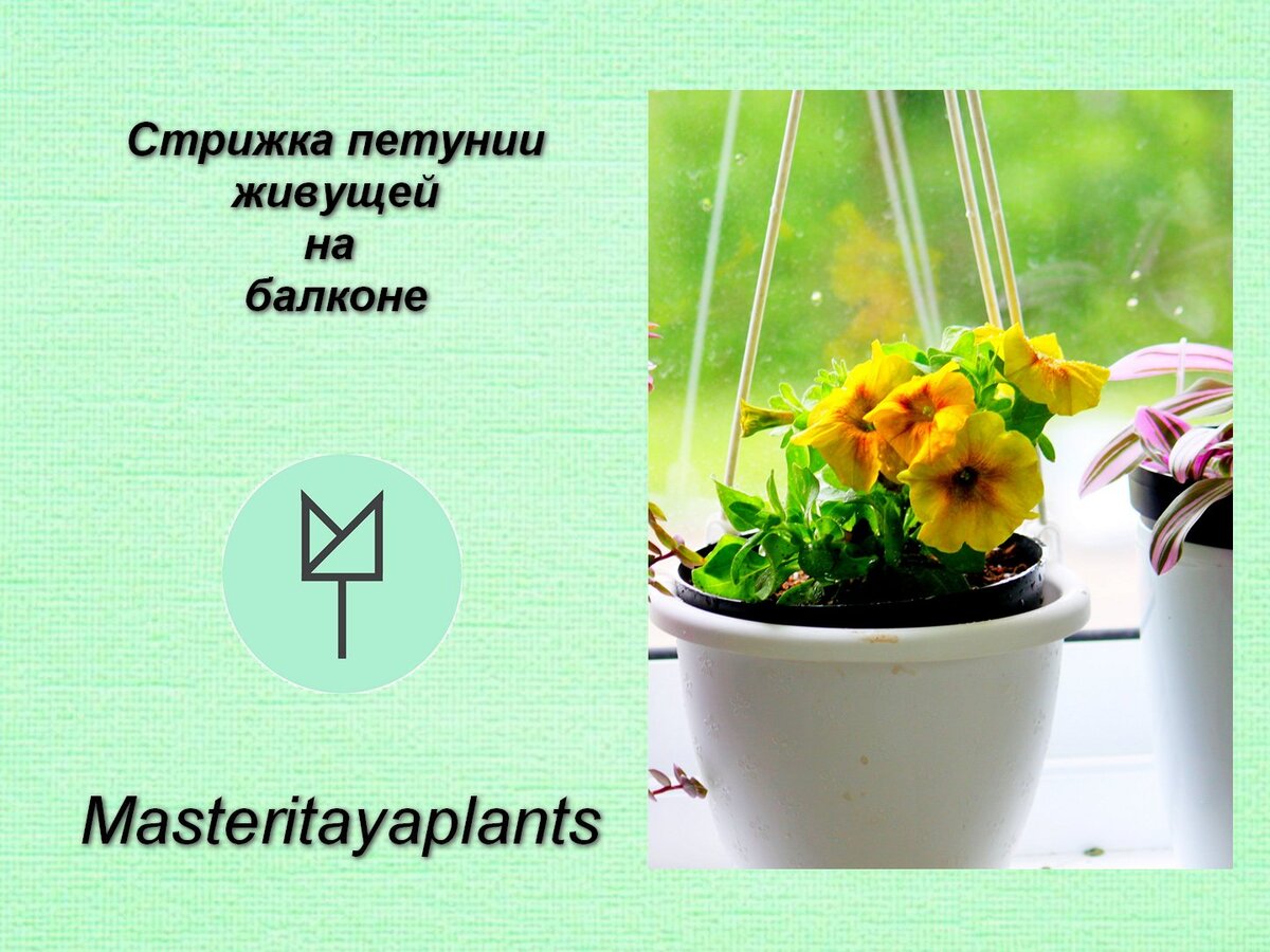 Она тянулась ввысь, но я сломала ее планы. Вегетативные Петунии |  Masteritayaplants | Дзен