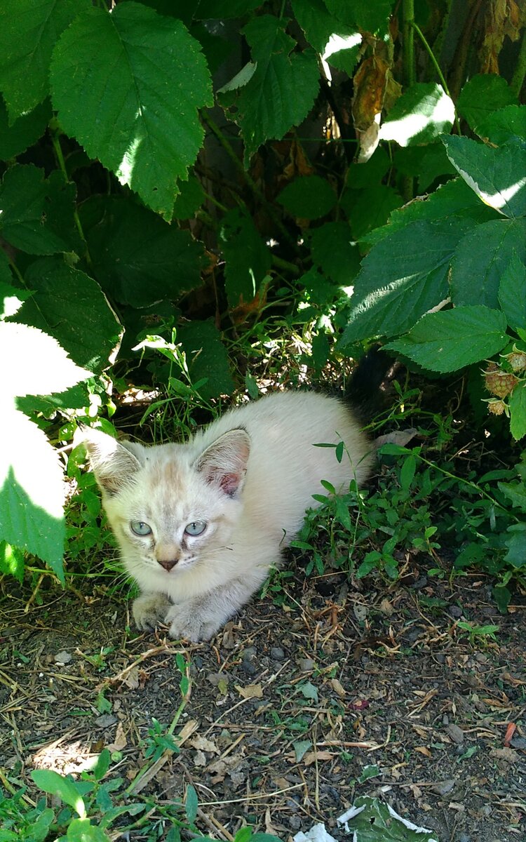 Еще один котенок в нашей семье