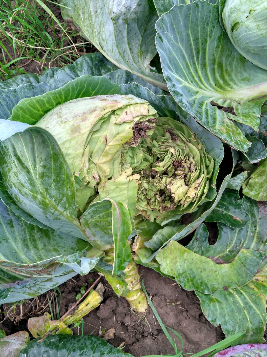 На открытых ра.нах быстро поселяются патогены, и капуста загнивает