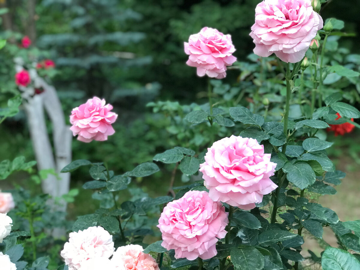 К моему сожалению эта Роза в моем саду является незнакомкой .Попала ко мне 3 года назад,пересортом.