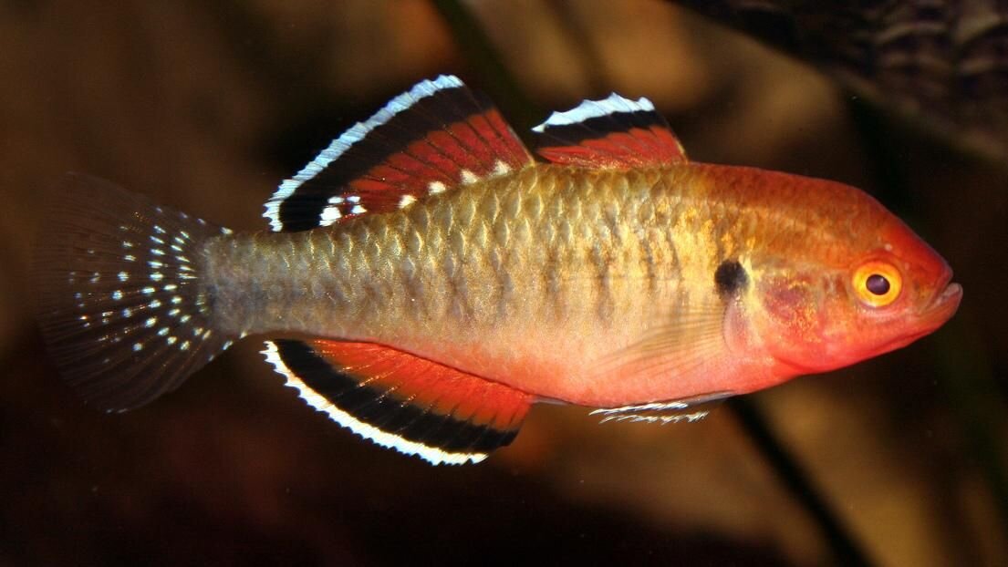 Empire Gudgeon или Имперский пескарь