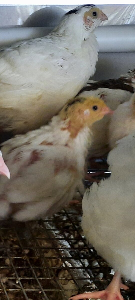 14 дней перепеленку с желтой головой