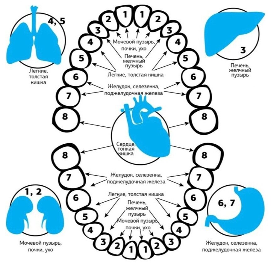 Зубная психосоматика. За что отвечает 6 зуб снизу. Связь зубов с внутренними органами таблица. Зубы и внутренние органы связь. Какие зубы отвечают за какие органы в организме человека.