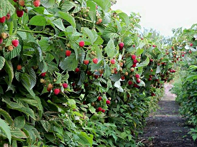 Фото из интернета