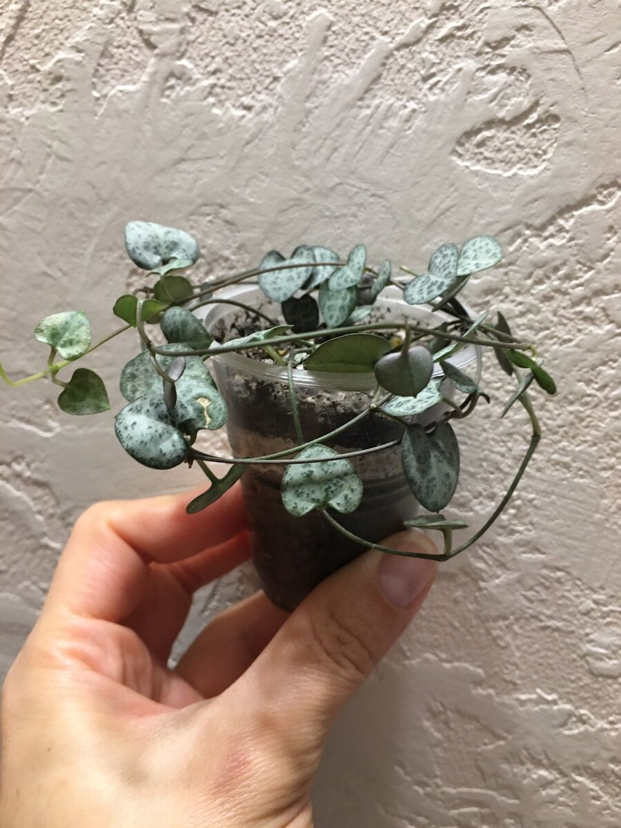 Моя церопегия вуда