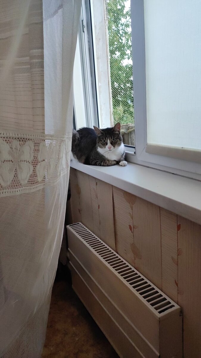 ЛУна осваивает новый подоконник