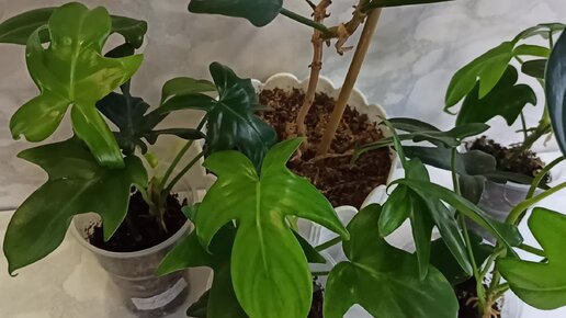 зрелые мамки Филодендрон гитара: мамочка и её взрослые детки😍 | ~❀Цветочница❀~ | Дзен