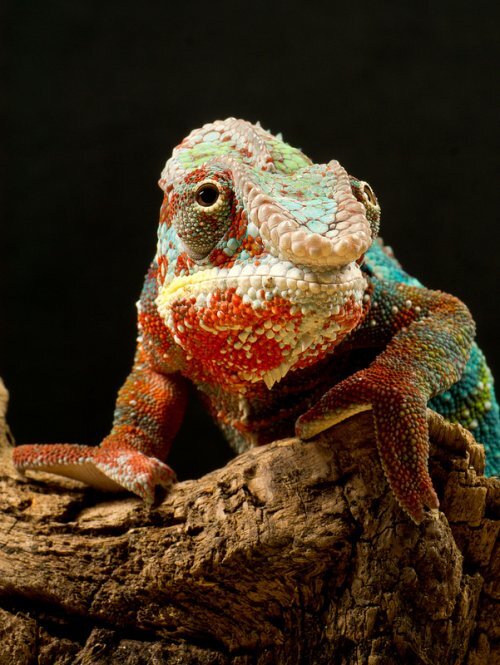 1.  Почти половина всех видов хамелеонов живёт на Мадагаскаре - 59 видов  существует только на этом острове. Всего в мире существует около 160  видов хамелеонов. Они живут в Африке и Южной Европе, а также на Юге Азии  до Шри-Ланки. Хамелеонов завезли в США в Гаваии, Калифорнию и Флориду. 


