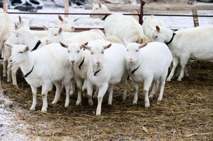 Фермерское хозяйство «ДАК»