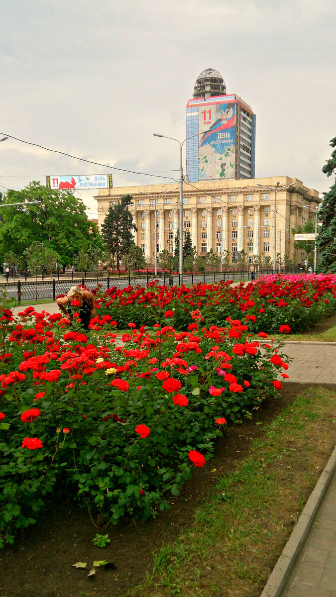 Донецк город роз. Донецк розы парк. Донецк город роз Щербакова. Город роз Донецк парк Щербакова. Донецк город миллиона роз.