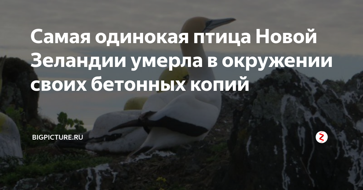 Самая одинокая птица Новой Зеландии умерла в окружении своих бетонных ...