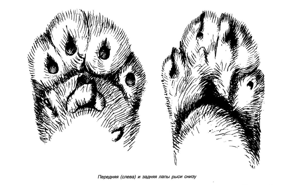 Иллюстрация из книги В.М. Гудкова "Следы зверей и птиц" (М., 2007)