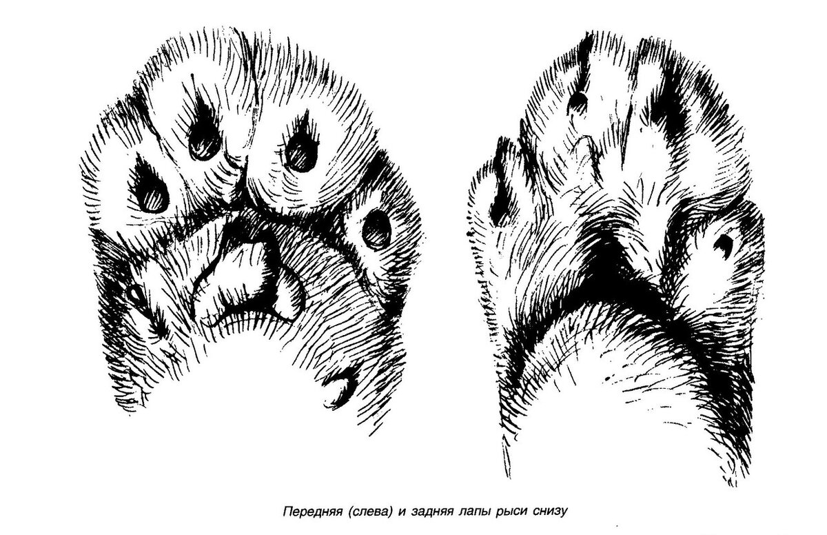 Лапа рыси рисунок