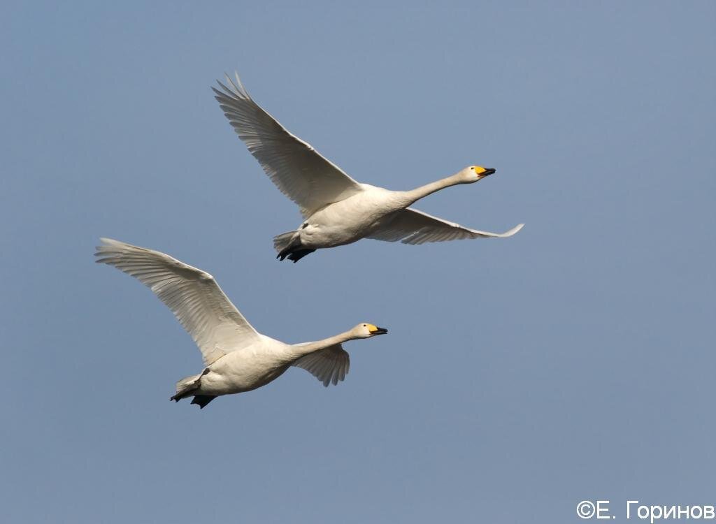 Невероятная история лебединой верности: 37 лет птица не покидает спасившего ее мужчину