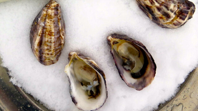 Устрицы Chelsea Gem (www.oysterater.com)