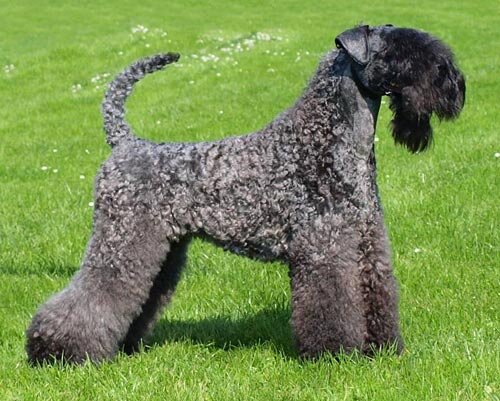 Керри-Блу Терьер (также известный как Ирландский синий терьер в Ирландии) является одним из трех тесно связанных, длинноногих, универсальных рабочих терьеров, которые были перегоняны из большой смеси цветов, текстур и расположений шерсти. Два 