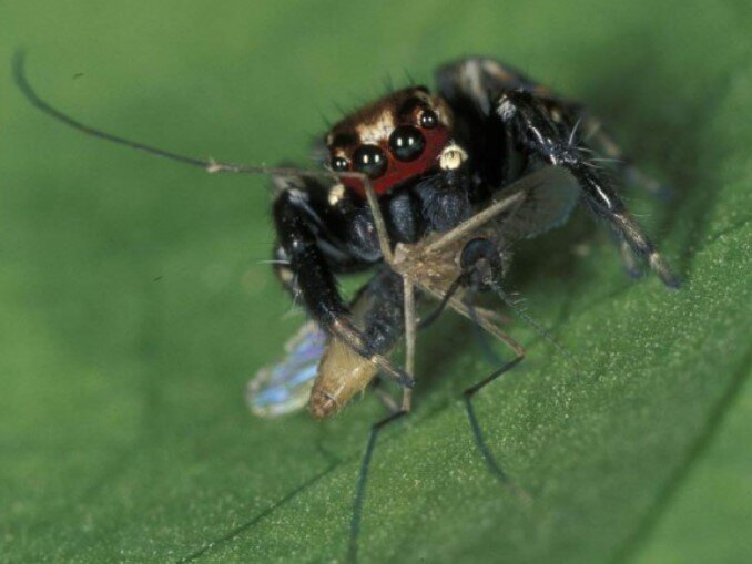 Evarcha culicivora поймал Anopheles gambiae