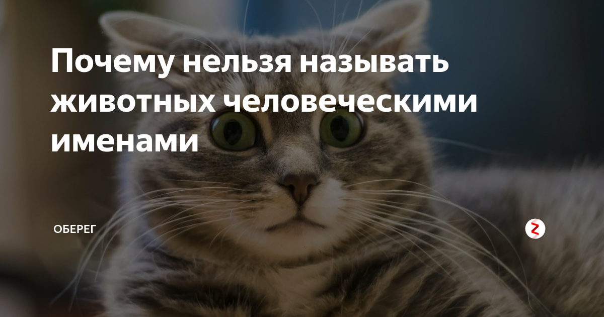 Почему кота нельзя