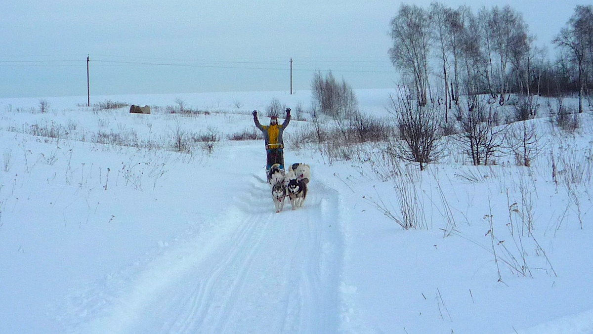 Несмотря на весеннее солнце, на улице был очень злой ветер, из-за которого вновь пришлось одеваться по-зимнему. Мы дважды проходили тренировочную трассу, по итогам чего первыми рыбу на вечернем кормлении получили Бутя и Тара, а часть нашей, видимо, зазнавшейся шестерки «старичков» - даже после щенков. Но обо всем по порядку.
