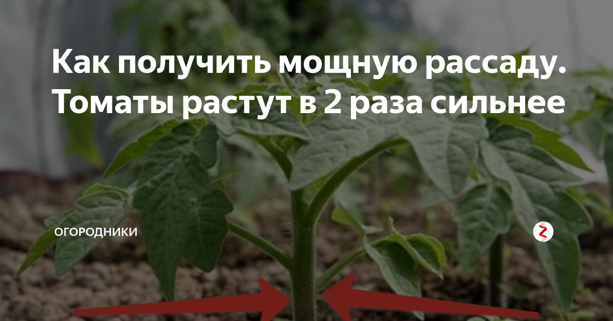 Рассада помидор. Чем подкормить рассаду томатов. Подкормить рассаду помидор. Подкормка рассады томатов.