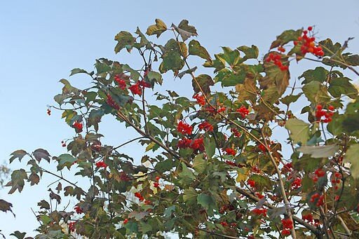 
Но даже при явных симптомах заболевания многие люди упорно не желают лечиться методами традиционной медицины. И даже знающие о своем диагнозе пациенты, также не всегда соблюдают предписания лечащего врача. При гипертонии средней степени тяжести прием лекарственных препаратов необходимо. Но вот на ранних стадиях можно использовать рецепты, проверенные нашими бабушками, которые могут предотвратить развитие болезни еще в самом зачатке.
