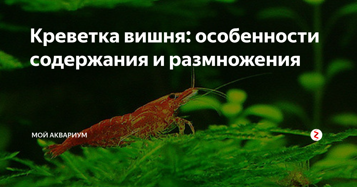 Креветка Красная вишня (Neocaridina heteropoda var. Red)