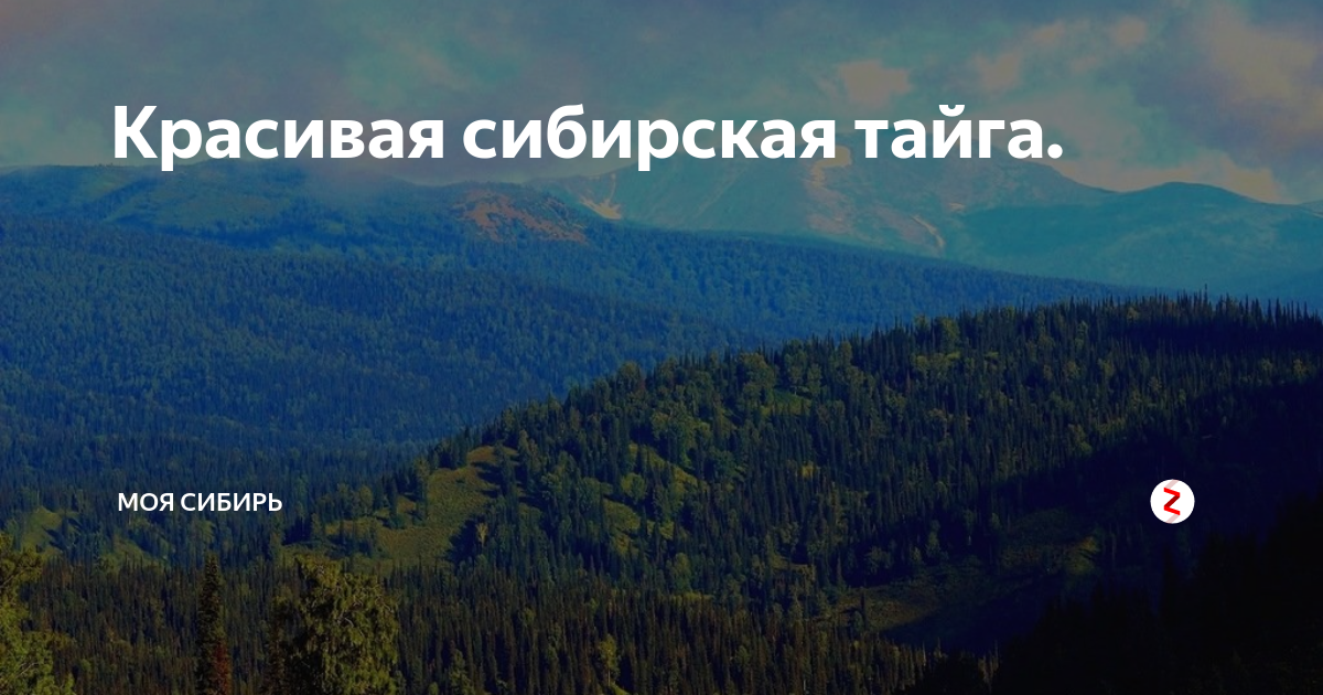 Это сибирь сибирь мои корни. Моя Сибирь. Слоган про Сибирь. Могущество Сибирское прирастать будет Сибирью. Надпись я люблю тайгу.