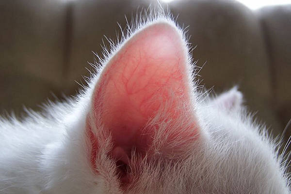 Кот отморозил уши: как помочь питомцу