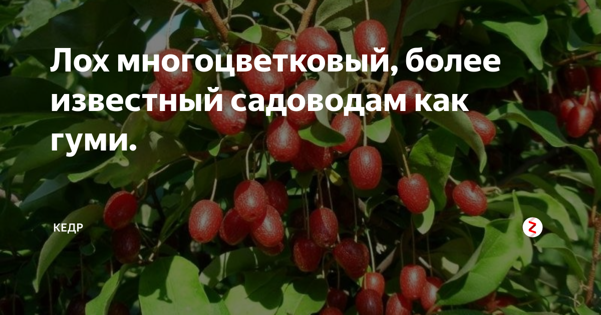 Гуми кустарник описание фото отзывы садоводов