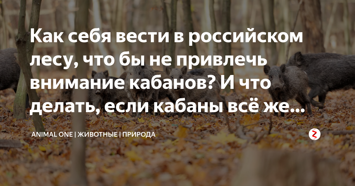 Что делать если встретили кабана в лесу. Что делать если встретил кабана в лесу. Что делать если встретил кабана. Что делать если кабан влюбился в меня.