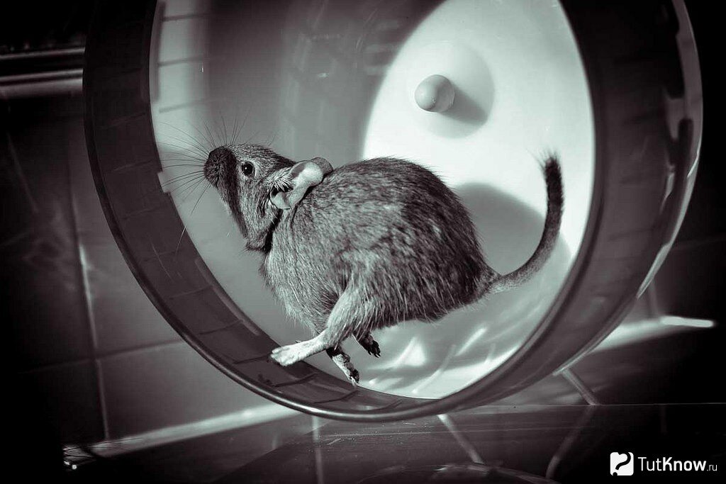 Источник картинки: https://tutknow.ru/animals/1321-chiliyskaya-belka-degu.html
