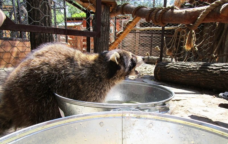 Фото: https://vk.com/irkdetzoo