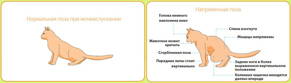 Почему котенок ходит. Проявление цистита у кота. Мкб у кошек симптомы. Причины заболеваний мочекаменной болезни у котов. Поза кота с больными почками