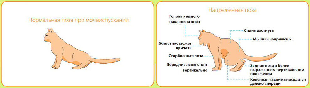 Котенок жидко ходит. Проявление цистита у кота. Мкб у кошек симптомы. Причины заболеваний мочекаменной болезни у котов. Поза кота с больными почками.